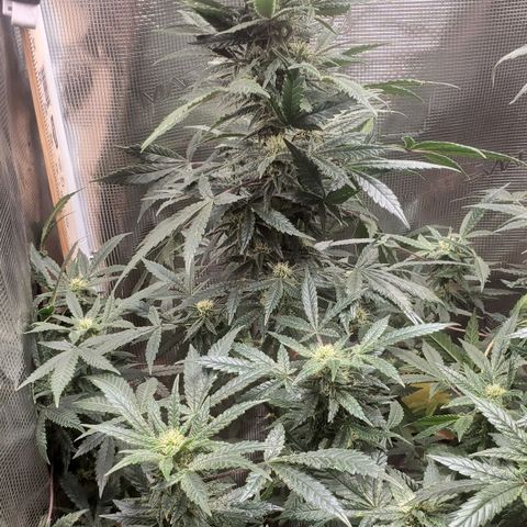 Grand Daddy Purp growlog timeline photo