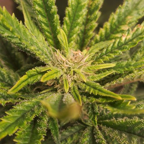 Grand Daddy Purp growlog timeline photo