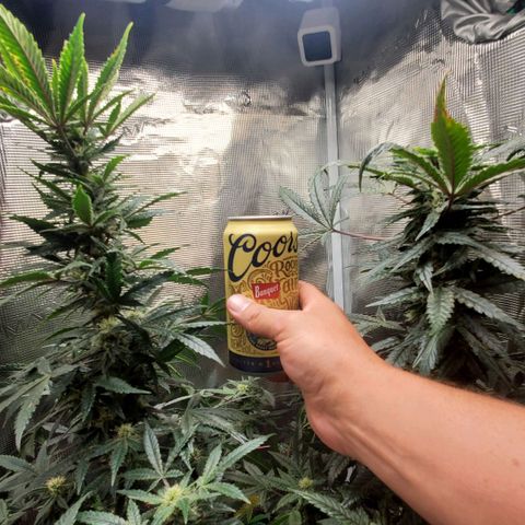 Grand Daddy Purp growlog timeline photo