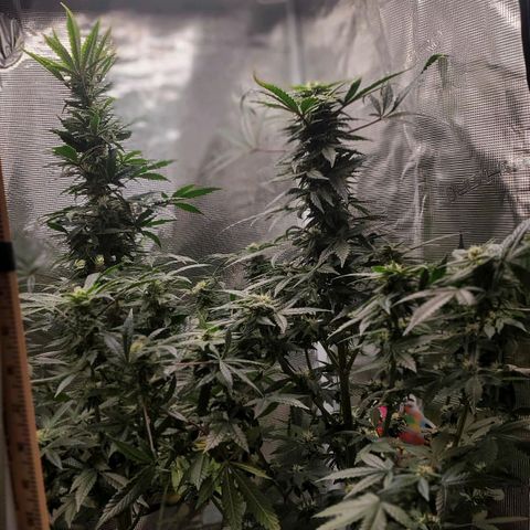 Grand Daddy Purp growlog timeline photo
