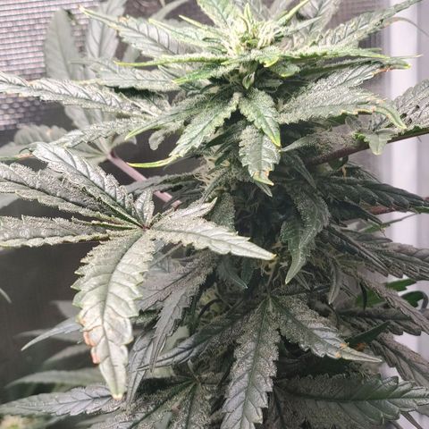 Pineapple Express growlog timeline photo