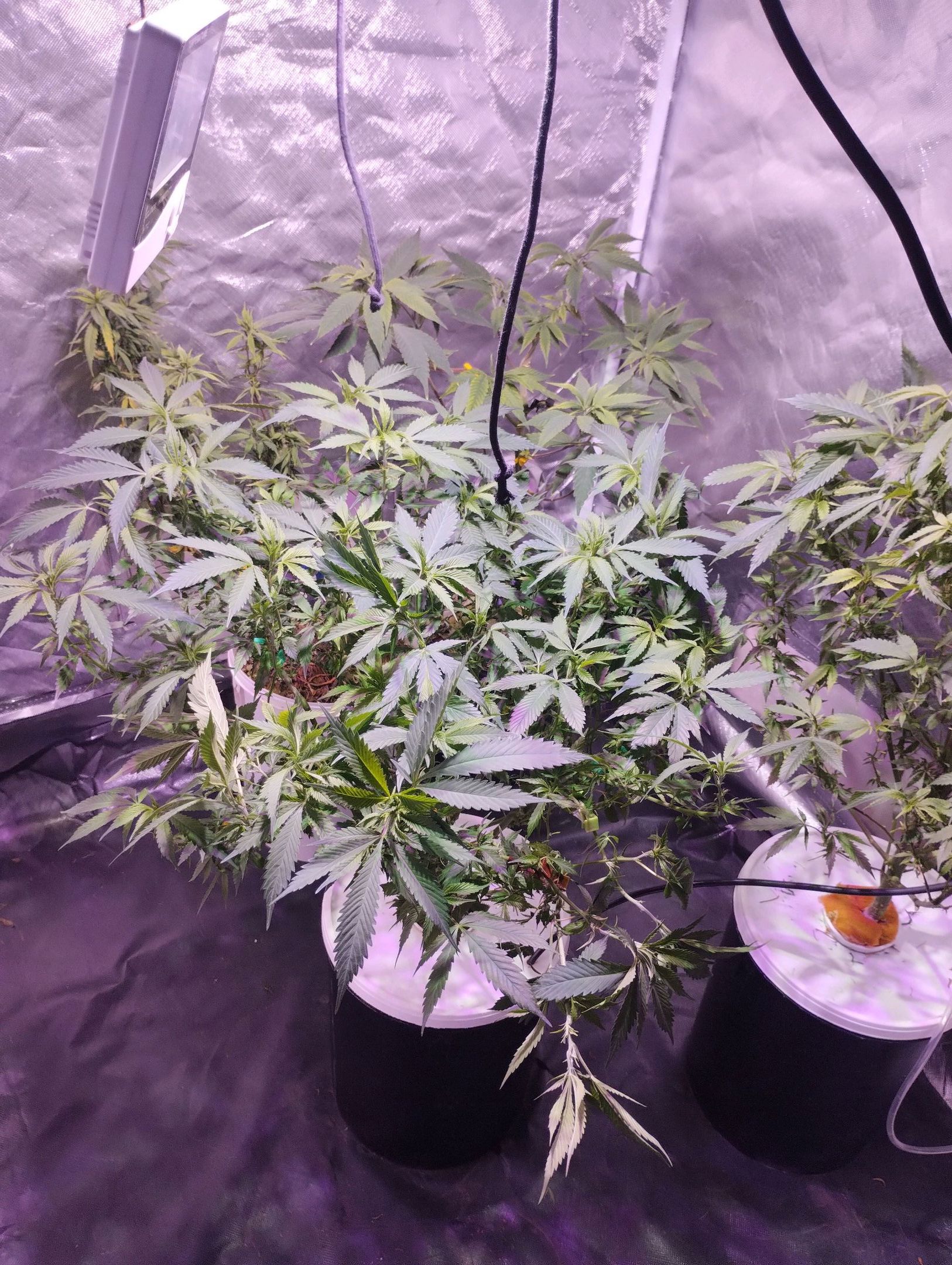 Juju feno skunk growlog header