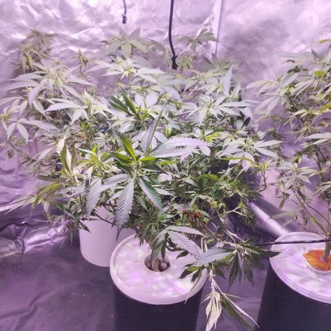 Juju feno skunk  growlog photo