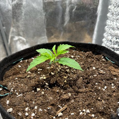 Janinha  growlog timeline photo