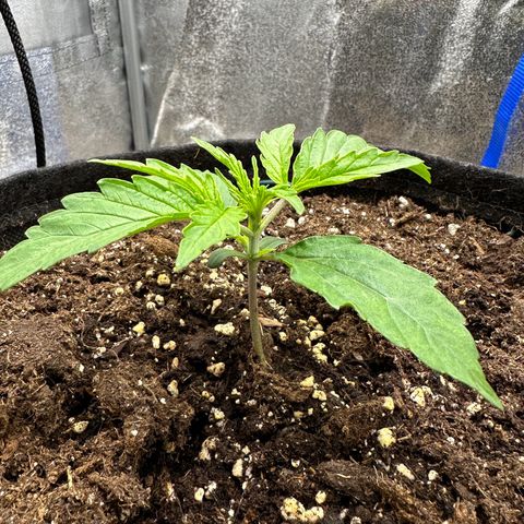 Janinha  growlog timeline photo