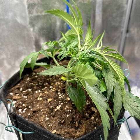 Janinha  growlog timeline photo