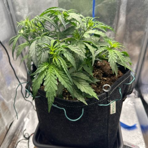 Janinha  growlog timeline photo