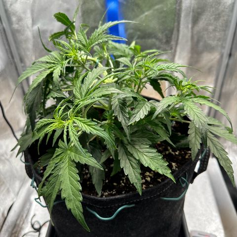 Janinha  growlog timeline photo