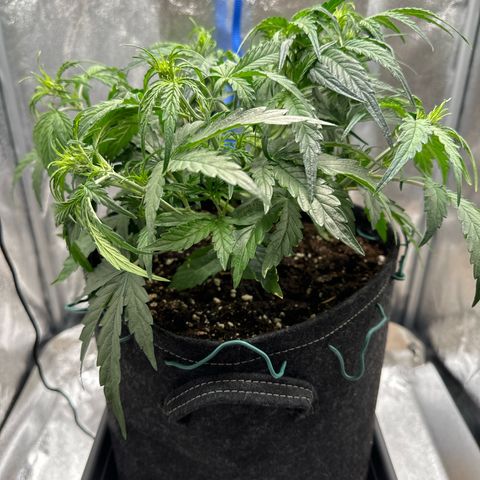 Janinha  growlog timeline photo