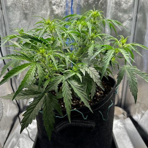 Janinha  growlog timeline photo