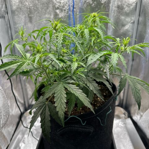 Janinha  growlog timeline photo