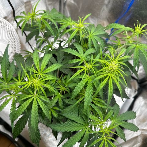 Janinha  growlog timeline photo
