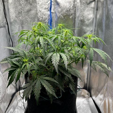 Janinha  growlog timeline photo