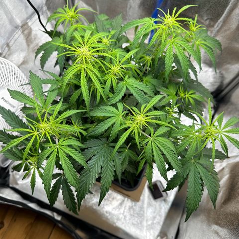 Janinha  growlog timeline photo