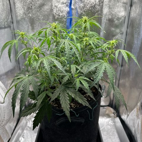 Janinha  growlog timeline photo