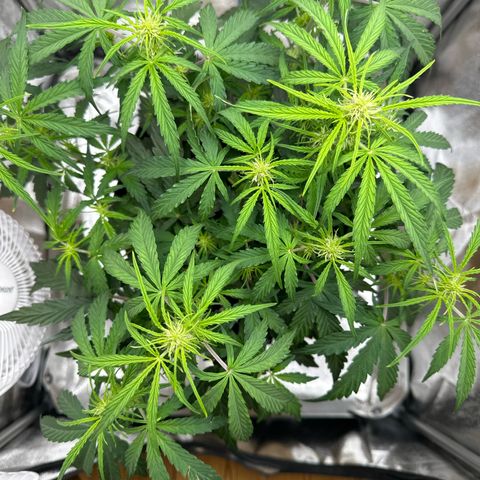 Janinha  growlog timeline photo