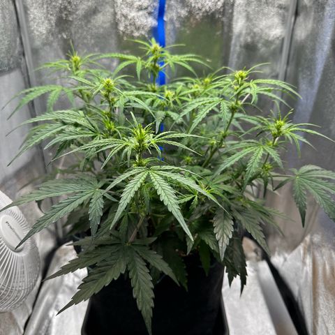 Janinha  growlog timeline photo