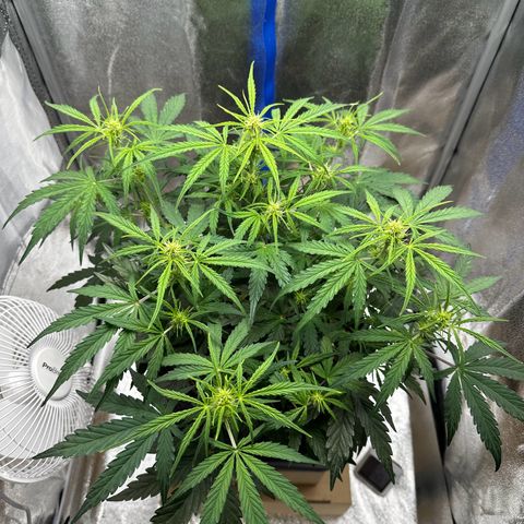 Janinha  growlog timeline photo