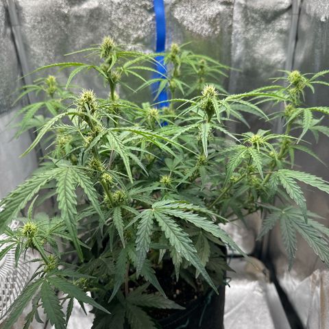 Janinha  growlog timeline photo
