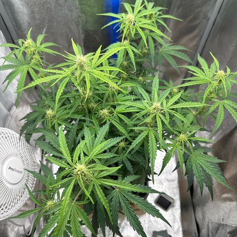 Janinha  growlog timeline photo