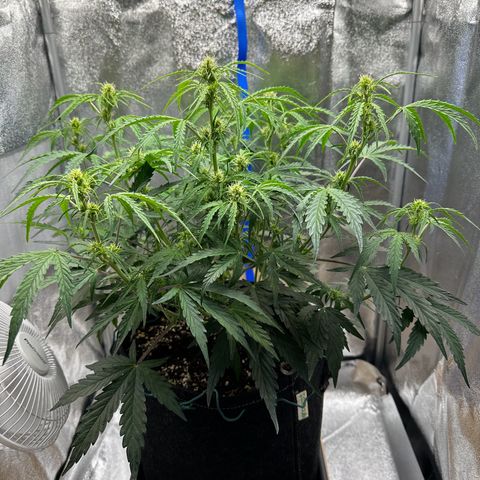 Janinha  growlog timeline photo