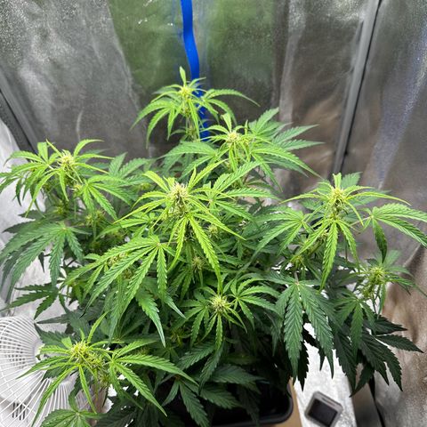 Janinha  growlog timeline photo