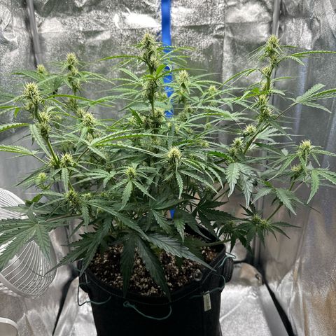 Janinha  growlog timeline photo
