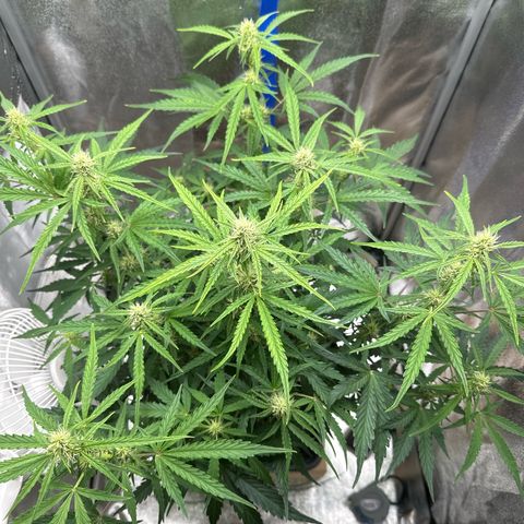 Janinha  growlog timeline photo