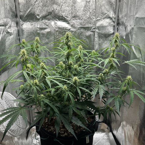Janinha  growlog timeline photo