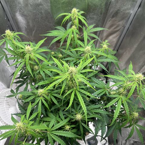 Janinha  growlog timeline photo