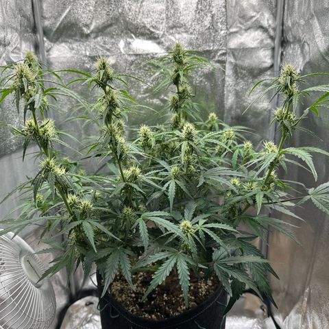 Janinha  growlog timeline photo
