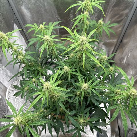 Janinha  growlog timeline photo