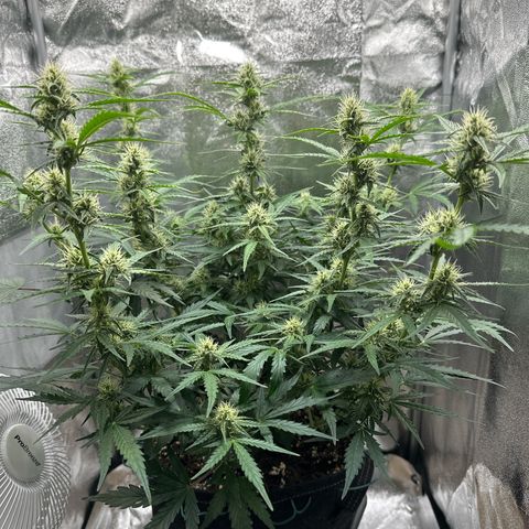 Janinha  growlog timeline photo