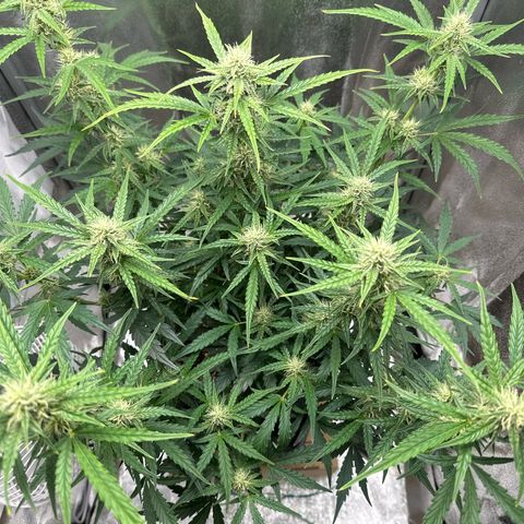 Janinha  growlog timeline photo
