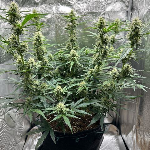 Janinha  growlog timeline photo