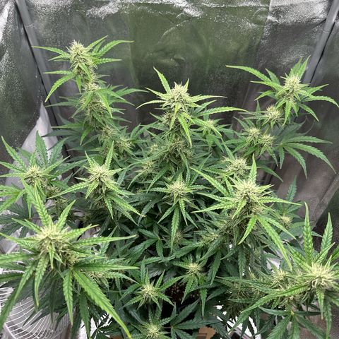 Janinha  growlog timeline photo