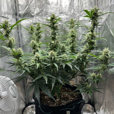 Janinha  growlog timeline photo