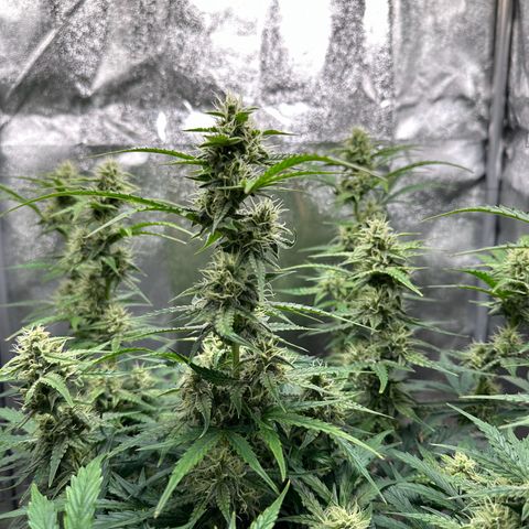 Janinha  growlog timeline photo