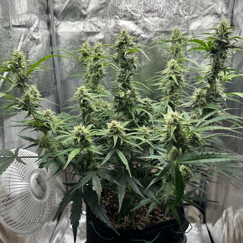 Janinha  growlog timeline photo