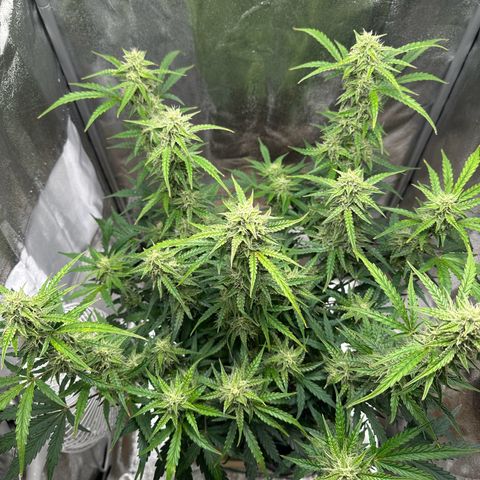 Janinha  growlog timeline photo