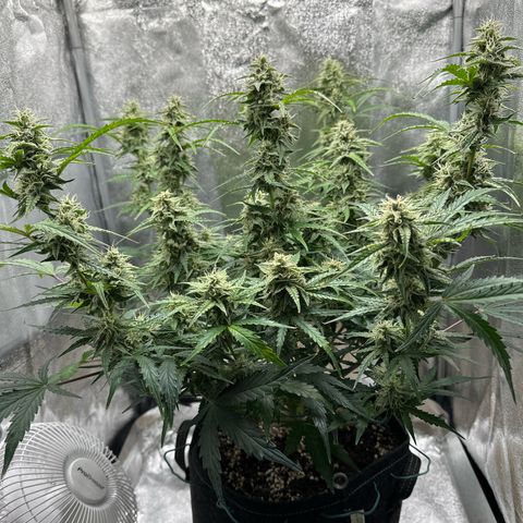 Janinha  growlog timeline photo