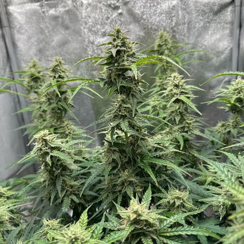 Janinha  growlog timeline photo