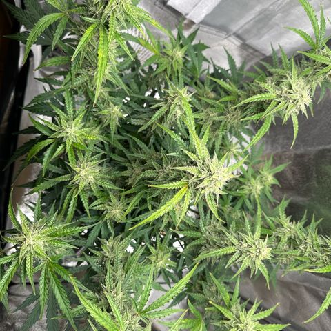 Janinha  growlog timeline photo