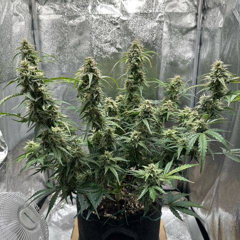 Janinha  growlog timeline photo