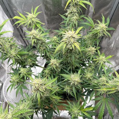 Janinha  growlog timeline photo