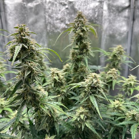 Janinha  growlog timeline photo