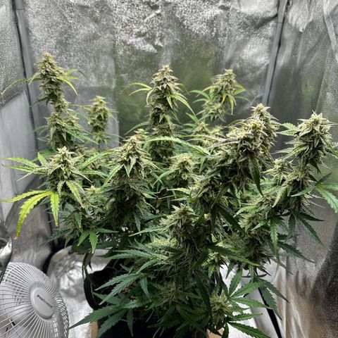 Janinha  growlog timeline photo