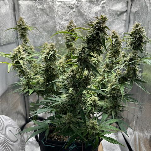 Janinha  growlog timeline photo