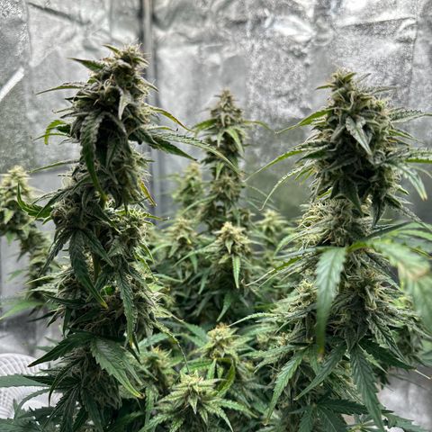 Janinha  growlog timeline photo