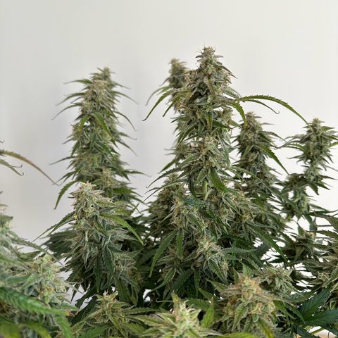 Janinha  growlog timeline photo